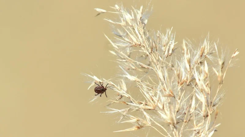 Esto es lo que te puede pasar si te pica una garrapata 38 Merca2.es garrapata