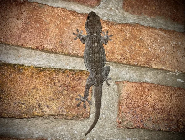 Plaga de mosquito tigre: trucos para evitar su dolorosa picadura 25 Merca2.es sala Merca2.es