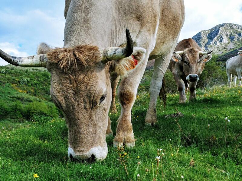Adiós de El Enebro al sector de la carne: vende Valles del Esla al conglomerado empresarial Miguel Vergara