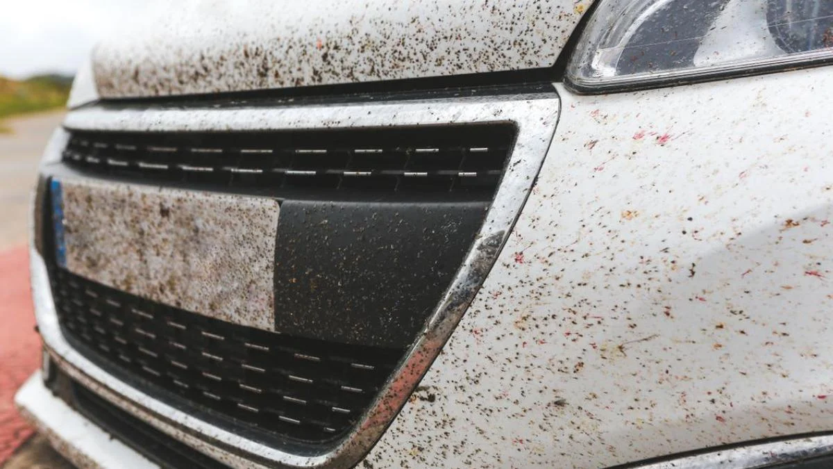El truco casero para limpiar los mosquitos que se te quedan pegados en el coche tras un viaje por carretera