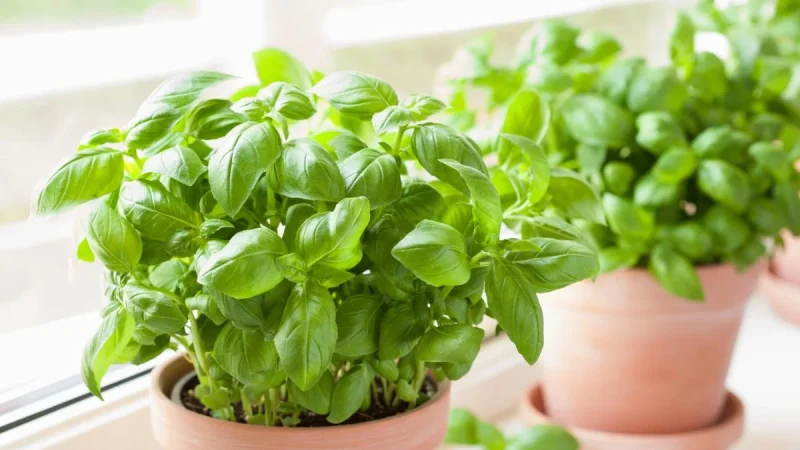 Beneficios de los remedios naturales