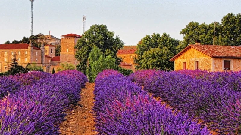 campos lavanda caleruega f7bb153b 98 240710142027 1200x675 Merca2.es