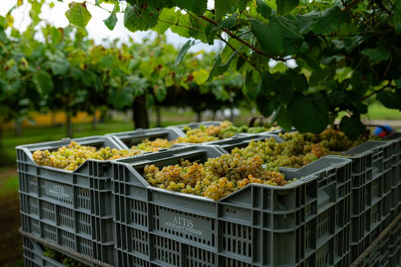 Unión de Uniones exige soluciones urgentes para asegurar los costes de producción en la próxima vendimia y el cumplimiento de la Ley