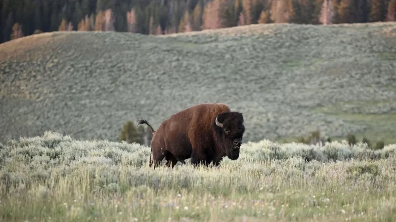 El ingenioso filtro de Instagram de Yellowstone para evitar que los turistas molesten a los bisontes 37 Merca2.es Un efecto simple y sencillo