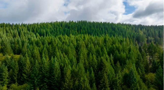 El fondo CIP defiende su macroproyecto eólico en Teruel de las críticas ambientales y administrativas