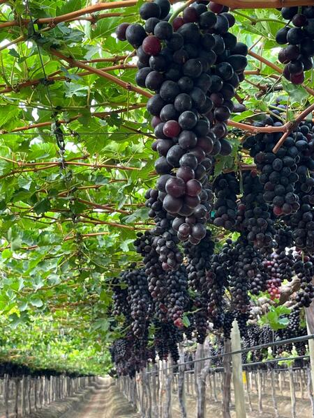 Santander y Atitlan unen fuerzas con Atgro para destinar más de 500 millones a proyectos agrícolas
