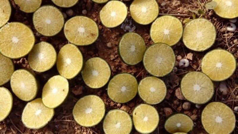 La Justicia Europea asegura la protección de las mandarinas del soberano de Marruecos en la UE