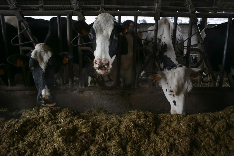 El Gobierno validará la semana entrante el reglamento de subsidios a los productores de ganado por la EHE