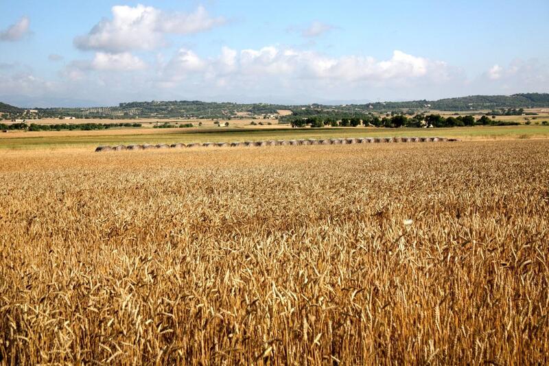 Cerca de 2.100 agricultores de secano, arroz y tomate obtendrán ayudas adicionales por más de 4,5 millones
