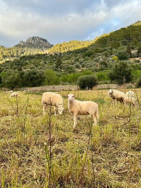 Baleares registra 40 focos de lengua azul del serotipo 8