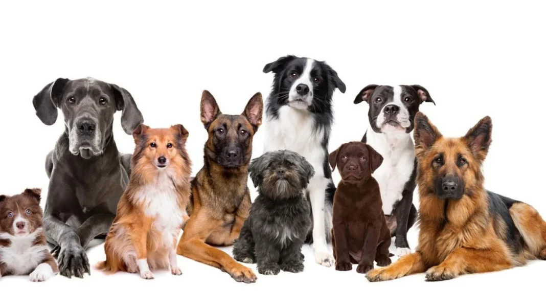 Si tienes esta raza de perro en tu casa tus hijos podrían estar en peligro