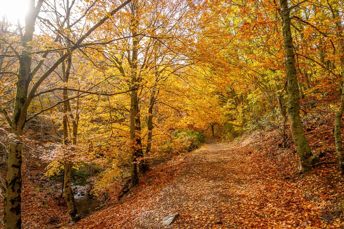 Descubre el Hayedo de Tejera Negra en Guadalajara, un destino perfecto para este otoño