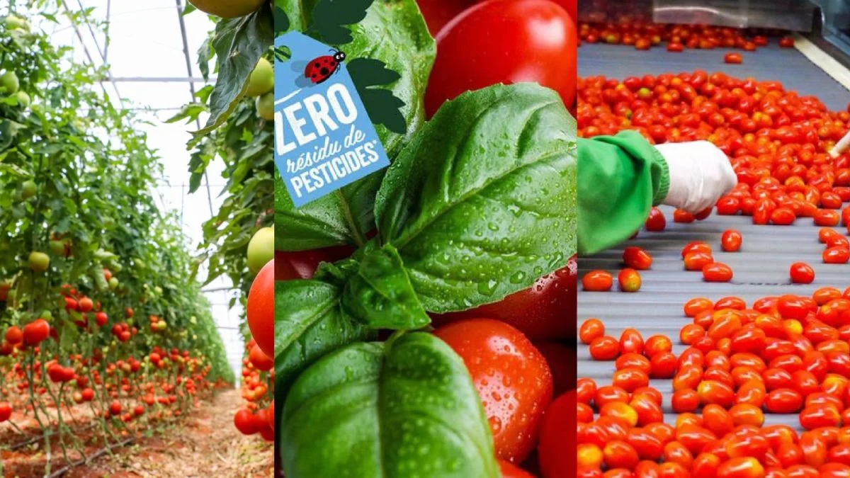 Azura se consolida en el top 10 de proveedores de fruta y verdura de Francia