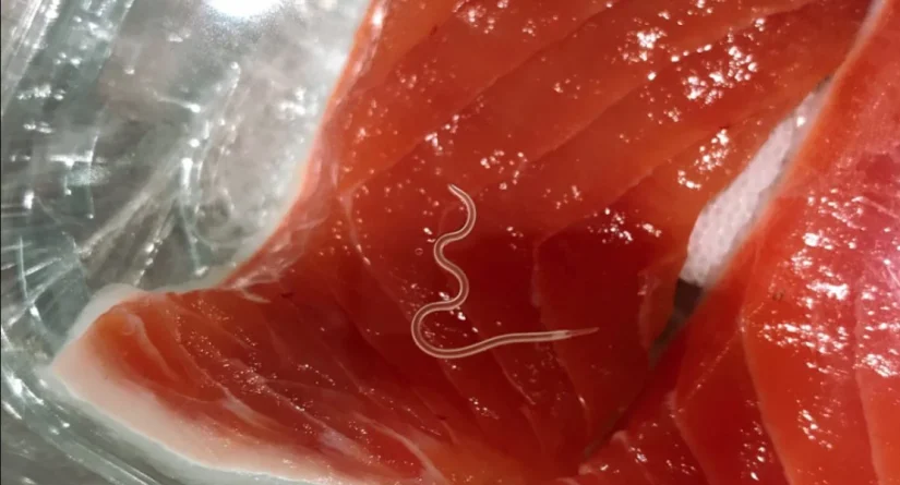 Conocimientos de anisakis: ¿Qué es? 