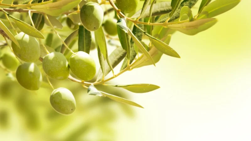 Propiedades de la fruta bioactiva