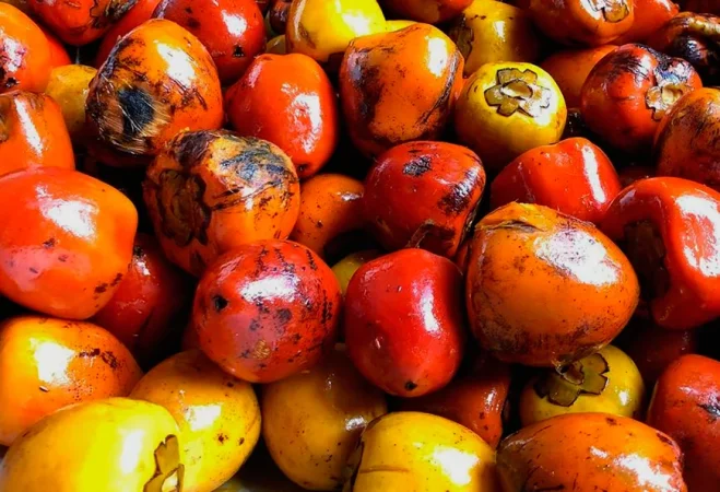 Origen y caracteristicas del chontaduro