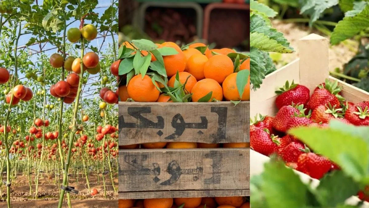 Los tomates, frutos rojos y cítricos marroquíes superan los 1.5 millones de toneladas anuales en Europa
