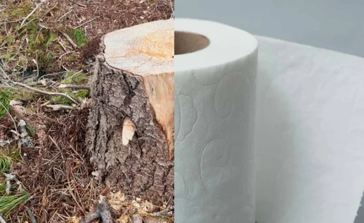 La realidad medioambiental del papel higiéncio