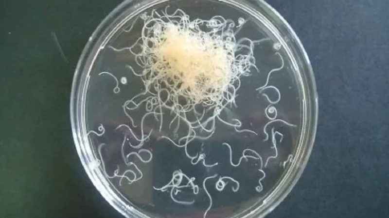 El 'fridgescaping' conlleva a la proliferación de bacterias 