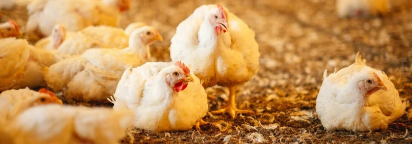 Impacto ambiental y bienestar animal