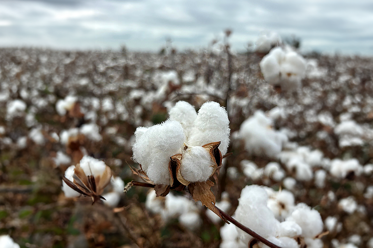 Tres años y 200 millones de personas impactadas: EUCOTTON da el protagonismo al sector algodonero europeo