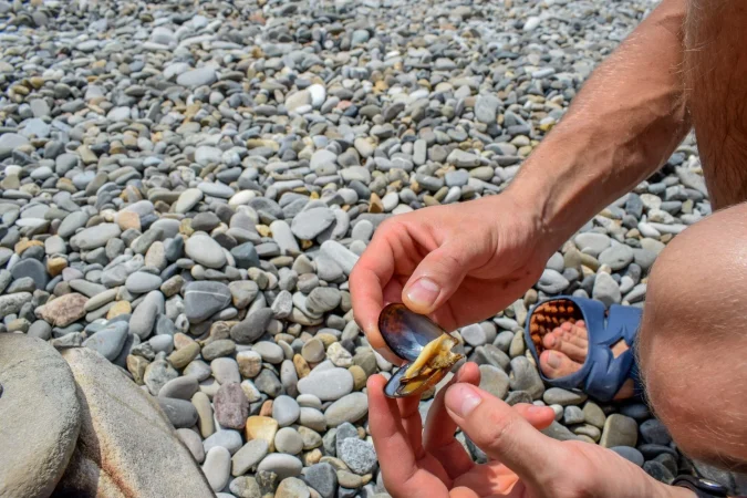 Limpiar almejas frescas ¿qué pasos seguir?