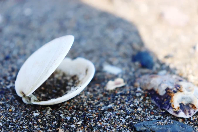 Usa agua con gas para enjuagar los moluscos