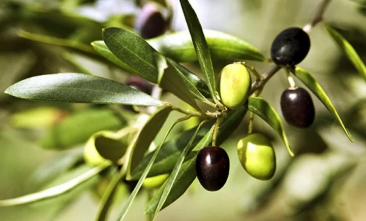 ¿Hay que tener temor a las aceitunas?