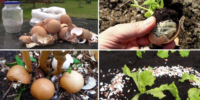 ¿Qué hace que optar por cáscaras de huevo en vez de artículos del mercado sea una buena elección?