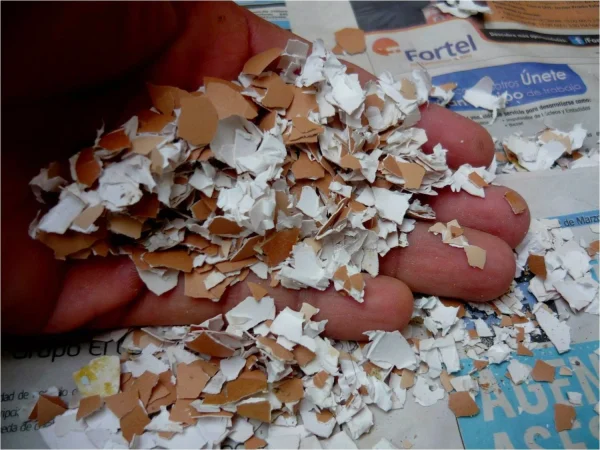 Son una excelente fuente de calcio y otras cosas más