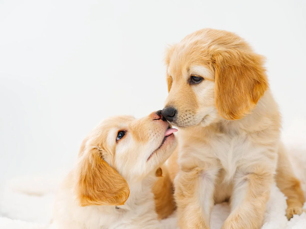 Aliviar el dolor de tu perro es posible: solo tienes que seguir estos consejos