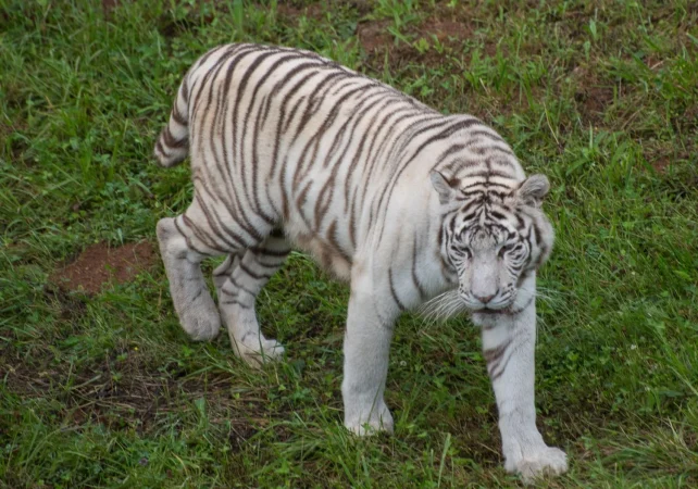 El Parque de Cabárceno es un refugio natural para la fauna en Cantabria