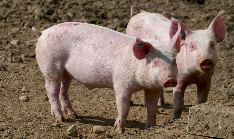La CNMC da luz verde en primera fase a la adquisición de la murciana Agropor por parte del Grupo Fuertes
