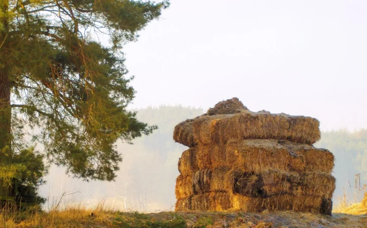 Fiestas y tradiciones de Bocairent