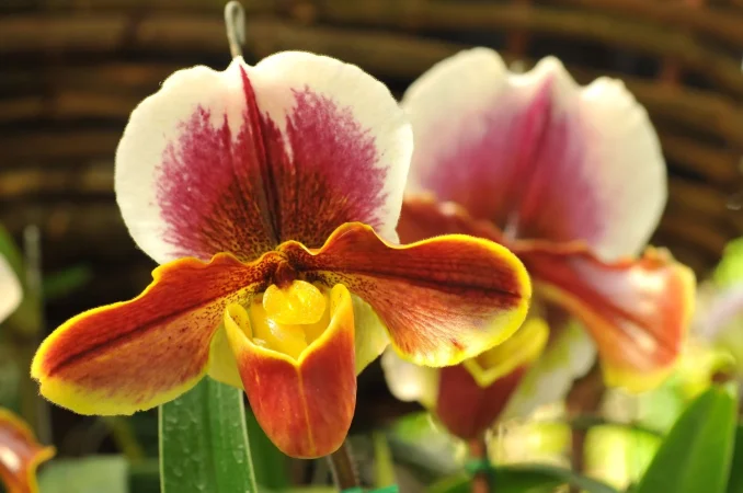 ¿Cómo detectar enfermedades en las hojas?