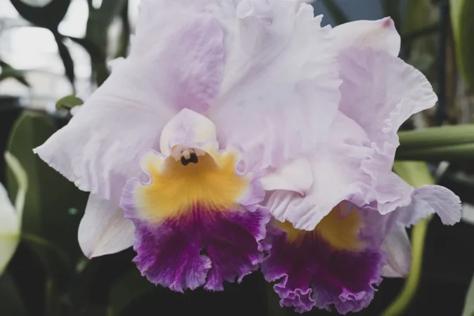 ¿Cómo se tiene que hacer para que las orquídeas florezcan?