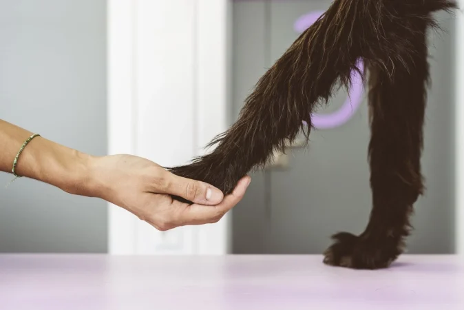 Los beneficios del limpiador de pezuñas de perro