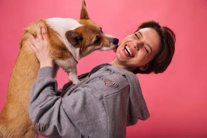 happy girl grey hoodie plays with corgi pink background dog licks cheeck happy woman lady great mood holds domestic pet isolated Merca2.es