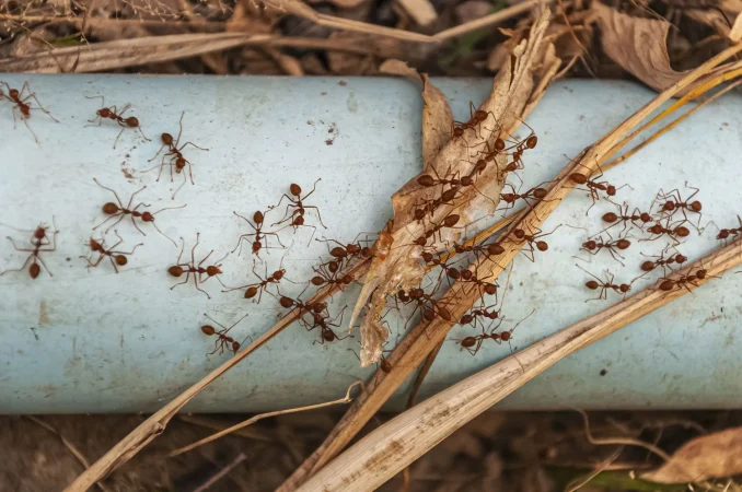 overhead shot red ants steel blue pipe taken doi tao lake thailand asia Merca2.es