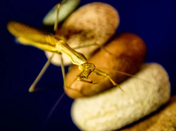 Lista de productos del supermercado que contienen insectos