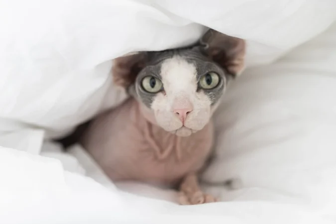 La verdad BRUTAL sobre por qué tu gato te mira fijamente mientras duermes 27 Merca2.es CONFIANZA Y VÍNCULO: ¿QUÉ DICE ESA MIRADA FIJA SOBRE VUESTRA RELACIÓN?