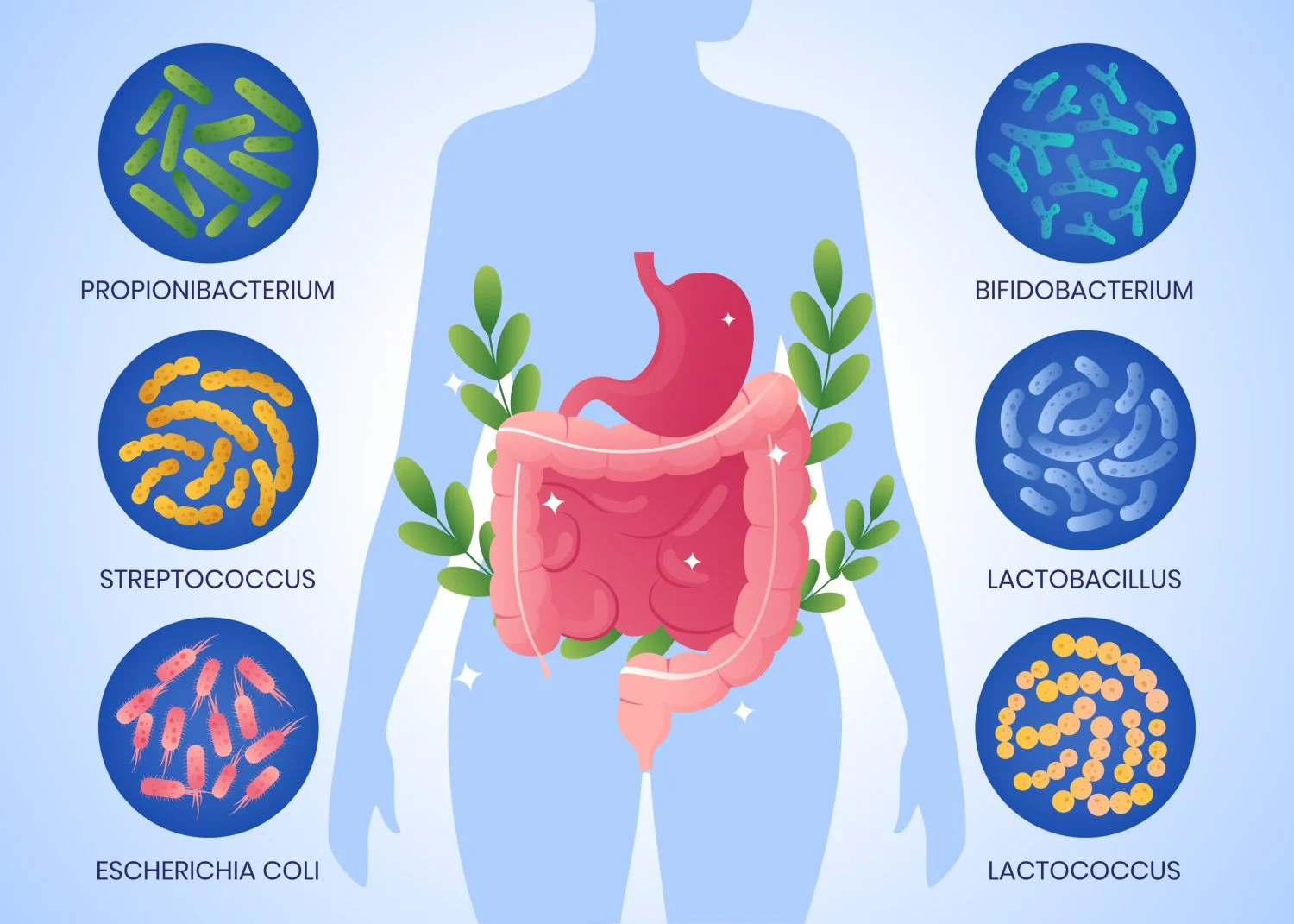 bacterias intestinales bacterias intestinales