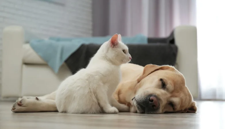 Perro o gato: dos formas distintas de relacionarse