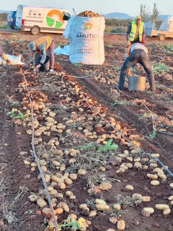 Campana patata nueva Campo Cartagena 02 Merca2.es