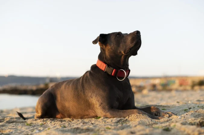 Tu mascota merece productos seguros