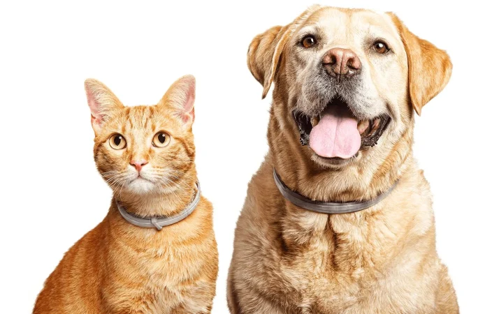 ¿Qué contienen estos collares?