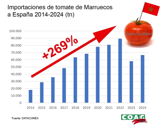 grafico tomate sahara Merca2.es