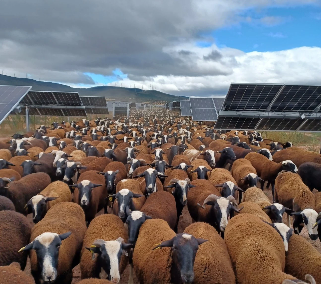 MITECO lanza RENOINN 2: 234 millones para 524 proyectos de renovables innovadoras con almacenamiento 1 Merca2 agrivoltaica ayudas