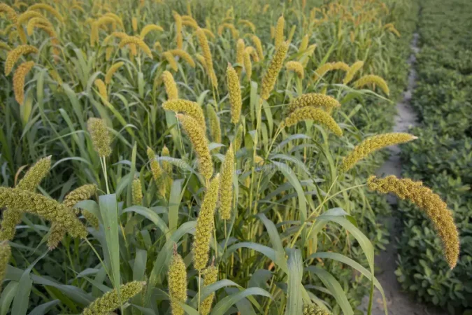 Gracias a Lidl y este snack vas a adelgazar seguro y ser la envidia este verano 17 Merca2.es Cultivo sin pesticidas o fertilizantes químicos