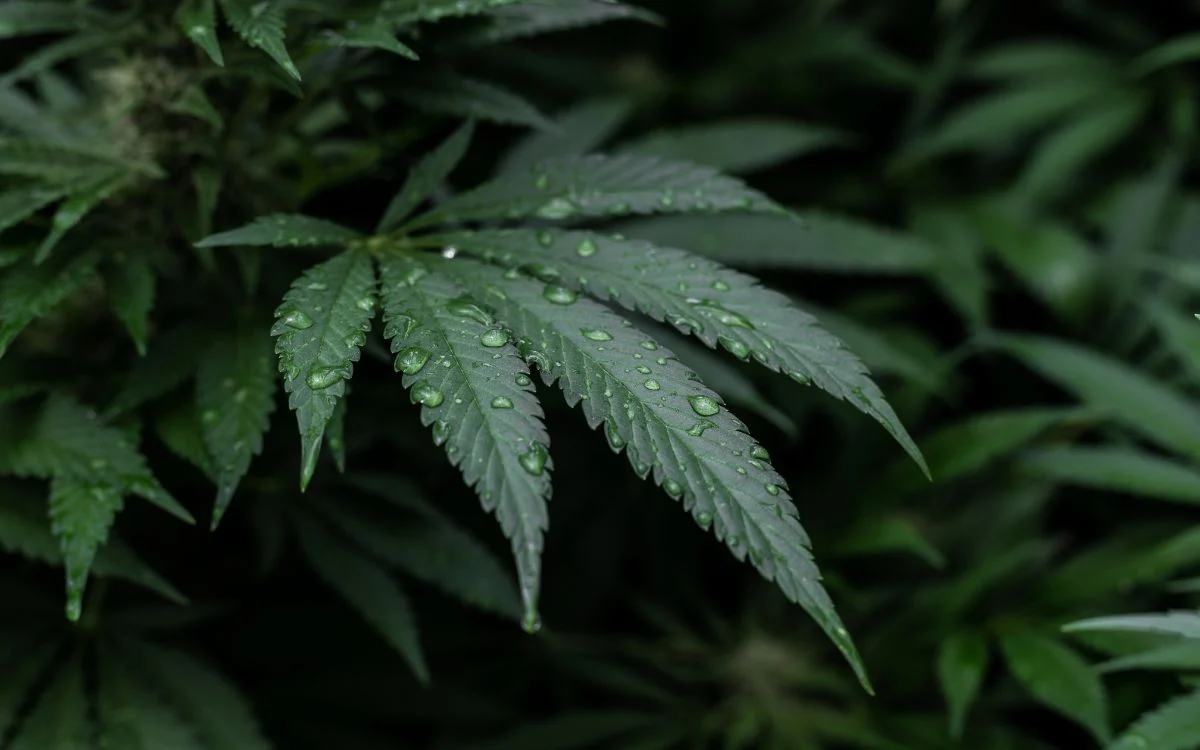 Poder de decisión ciudadano y CBD